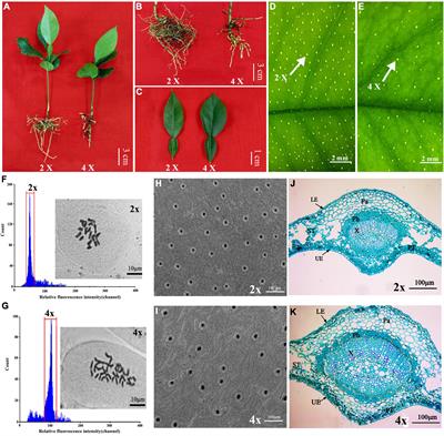 Tetraploidy in Citrus wilsonii Enhances Drought Tolerance via Synergistic Regulation of Photosynthesis, Phosphorylation, and Hormonal Changes